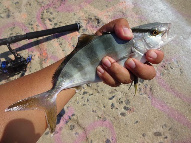 Band Aid Rudder Fish Banded Rudderfish