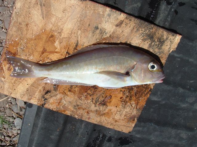 Pacific Golden-eyed Tilefish