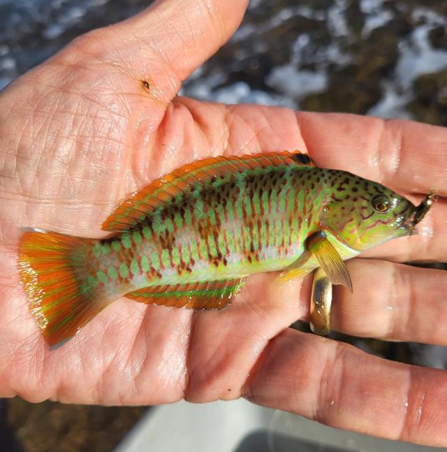 species-hunters-pictures